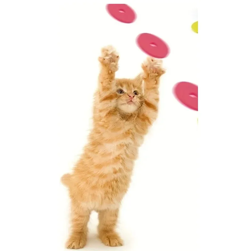 Funny Cat Toys Creative Turnip – Frisbee Freestyle Disc Bewertung und Preis